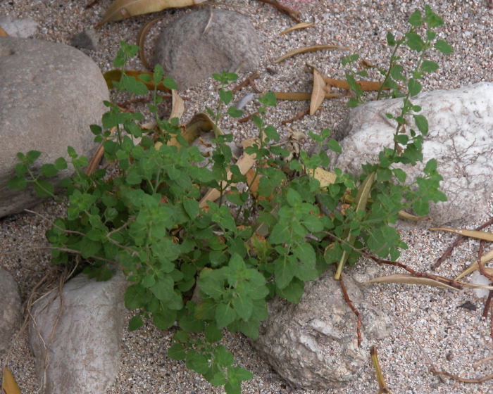 Piantina a Cala Luna